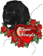 In Loving Memory of Dino