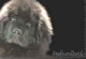 ThoseEyes.jpg (24567 bytes)